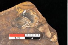 Foto (Detailansicht) von Cathaya sp. (NHMW-GEO-2024-0188-0317)